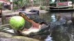 Cet énorme alligator broie une pastèque avec sa mâchoire surpuissante