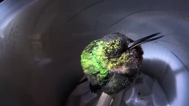 Ce petit colibri qui dort ronfle à sa manière et c'est trop mignon