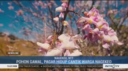 Sabana Bunga di Nagekeo NTT