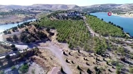 Güzelliği ile dikkat çeken ’Badem Adası’nda hasat zamanı