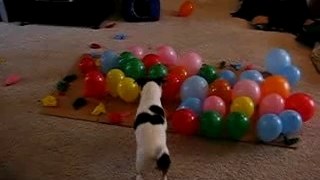 chien eclate ballons