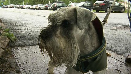 Mysterious illness kills dogs in Norway