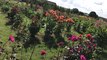 Papillonnage dans les parterres du festival des dahlias