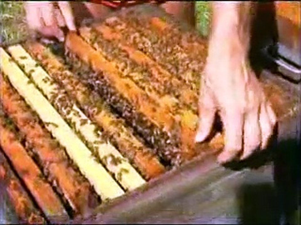 Bee Keeping