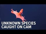 Cute and bizarre unknown creatures caught on camera in Puerto Rico sea