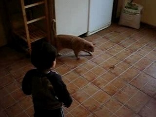 Clement, le chat et la balle rebondissante