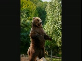 Exposé sur l'ours brun des Pyrénées