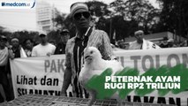 Rugi Rp2 Triliun, Peternak Ayam Demo di Kantor Menko Perekonomian