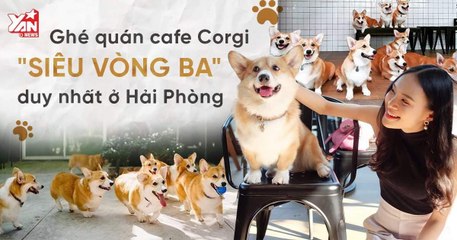 QUÁN CAFE CORGI "SIÊU VÒNG BA" DUY NHẤT Ở HẢI PHÒNG