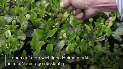 Matcha-Hype soll Japans Teebauern retten