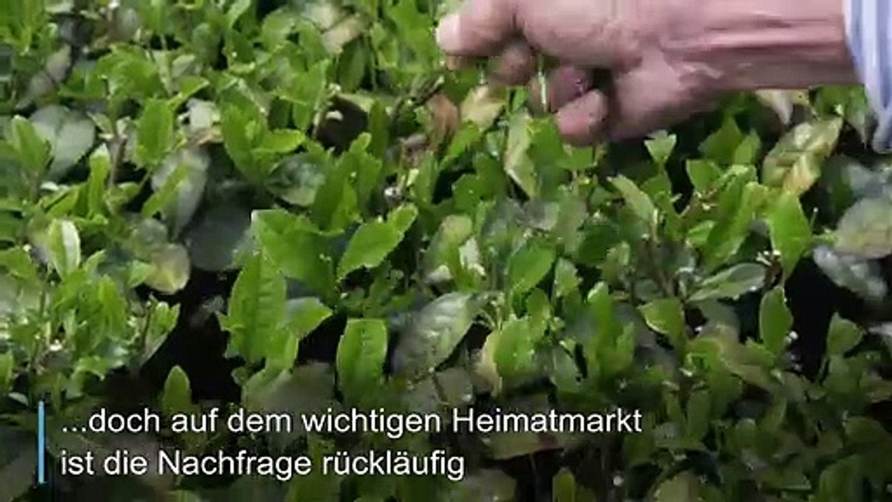 Matcha-Hype soll Japans Teebauern retten