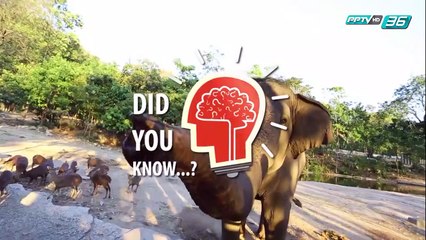 Did you Know - ตาบอดสี เป็นอย่างไร มีจริงหรือไม่