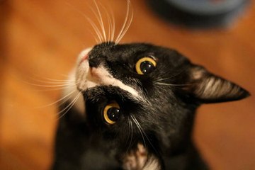 Los bigotes del gato: un órgano sensorial esencial