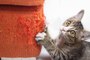 ¿Cómo evitar los arañazos de gato en los muebles?