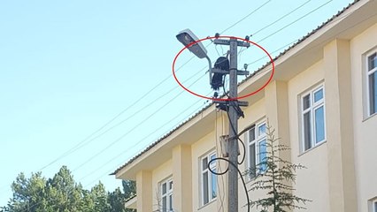 Elektrik direğinde mahsur kalan hindi kurtarıldı!