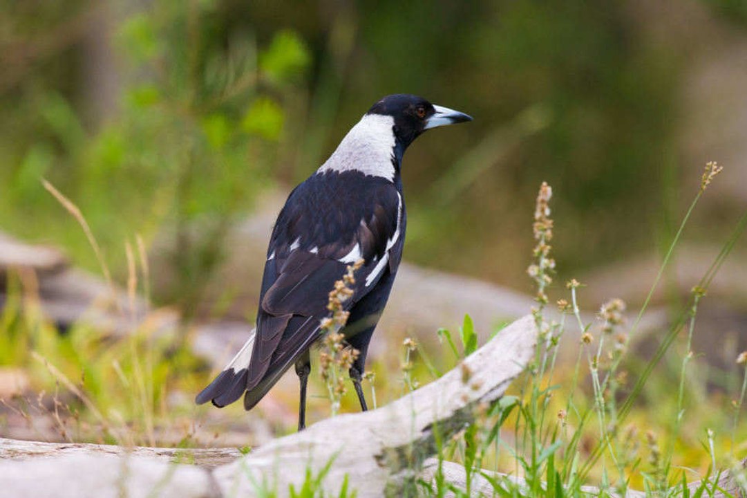 Wie du Vögel von deinem Garten fern hältst