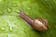 Natürliche Lösungen, um Raupen und Schnecken aus deinem Garten fernzuhalten