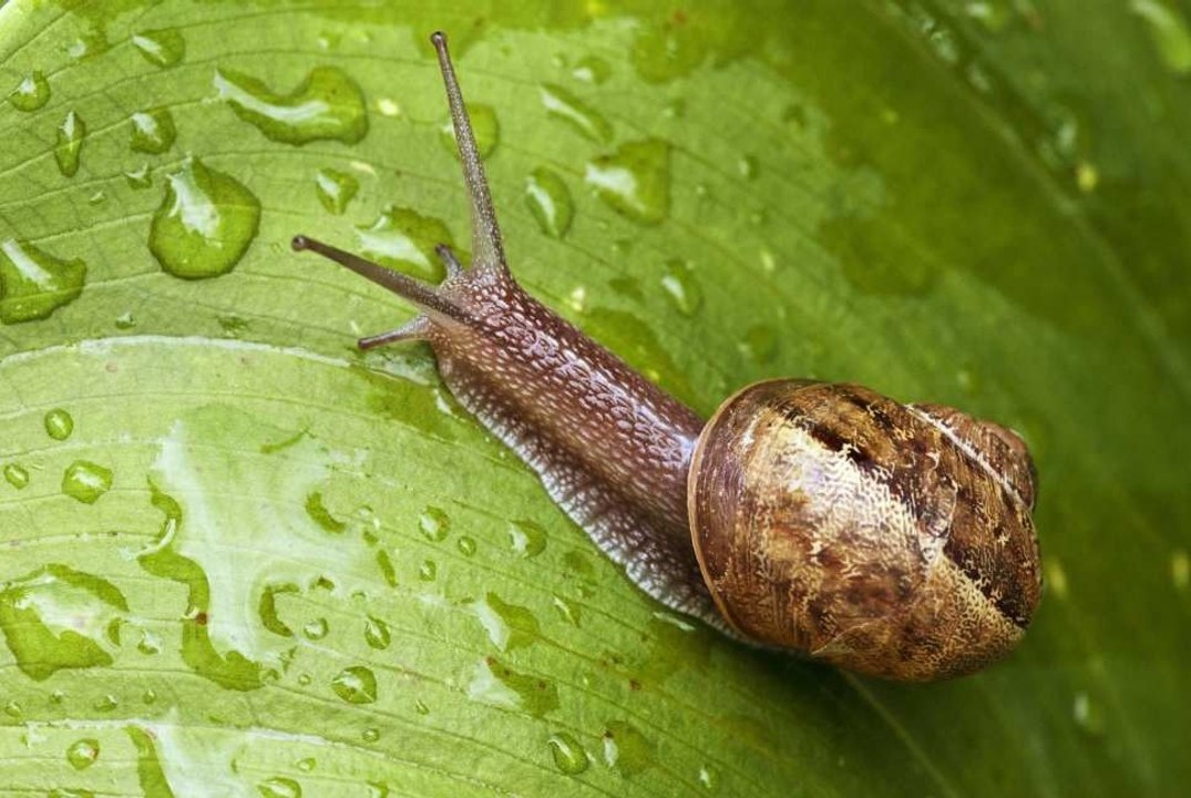Natürliche Lösungen, um Raupen und Schnecken aus deinem Garten fernzuhalten