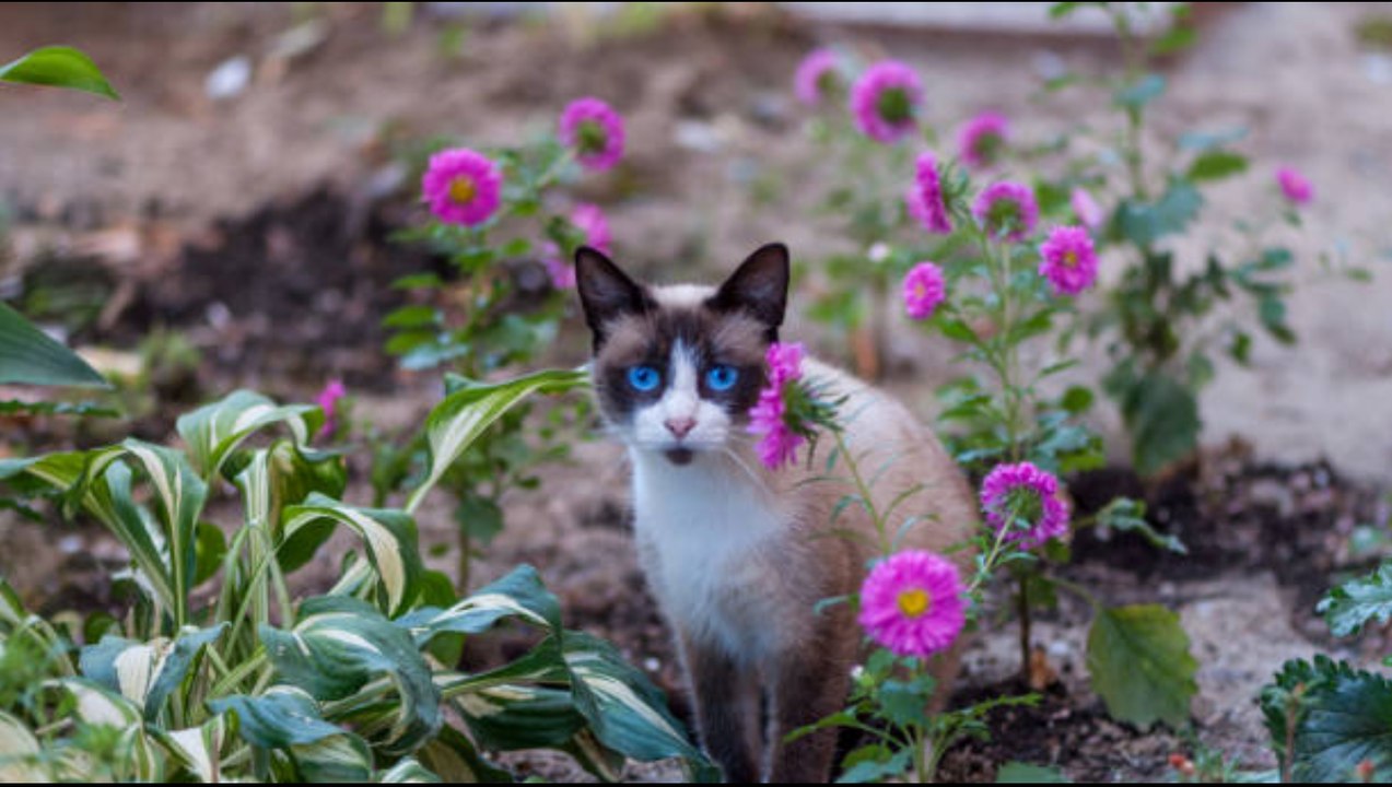 4 Tipps, um Katzen aus deinem Garten fernzuhalten
