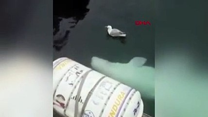 Balina ile martının oyunu