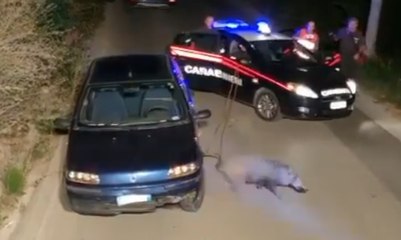 Avellino - Salvato cinghiale finito sotto un'auto (08.09.19)
