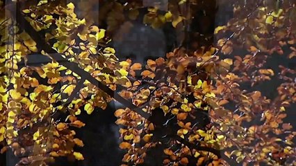 Science & The Swastika - The Good German (History Documentary)