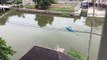 Hero schoolboy paddles kayak across canal to save drowning kitten