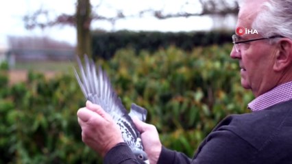 - 1,4 Milyon Dolarlık Güvercinin Yavruları Şampiyon Olmak Üzere Yetişiyor