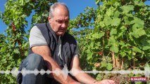Christophe Pichon, viticulteur et président de l’AOC condrieu.