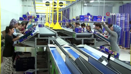 Tarlada kilosu 5 lira, markette tanesi 1 avro