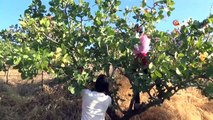 ‘Yeşil altında’ yılın ilk hasadı başladı