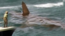 Monster Shark Caught on Tape - NEW Documentary Collection of Best Sightings of Submarine Monsters