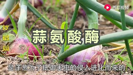 【Magic combination = onion + electric fan】今天才知道，把洋葱放在电风扇前吹一吹，还有这么神奇的作用