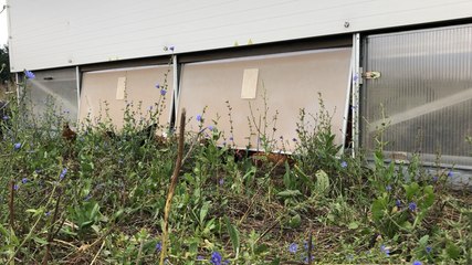 Dans cette ferme morbihannaise, on a adopté un poulailler itinérant