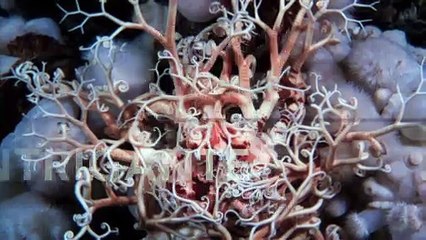 Hallan una extraordinaria criatura con tentáculos rizados que parece de otro mundo