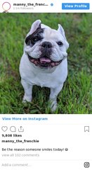 Les comptes d'animaux stars à suivre sur Instagram