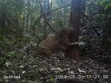 Onça é flagrada 'arranhando' árvore para marcar território