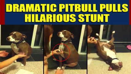 Pitbull pretends to faint to avoid nail trimming, video goes viral
