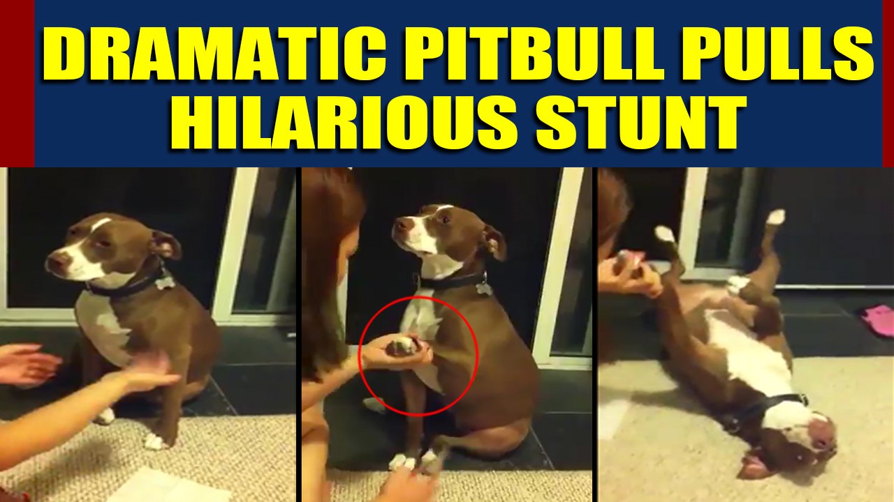 Pitbull pretends to faint to avoid nail trimming, video goes viral