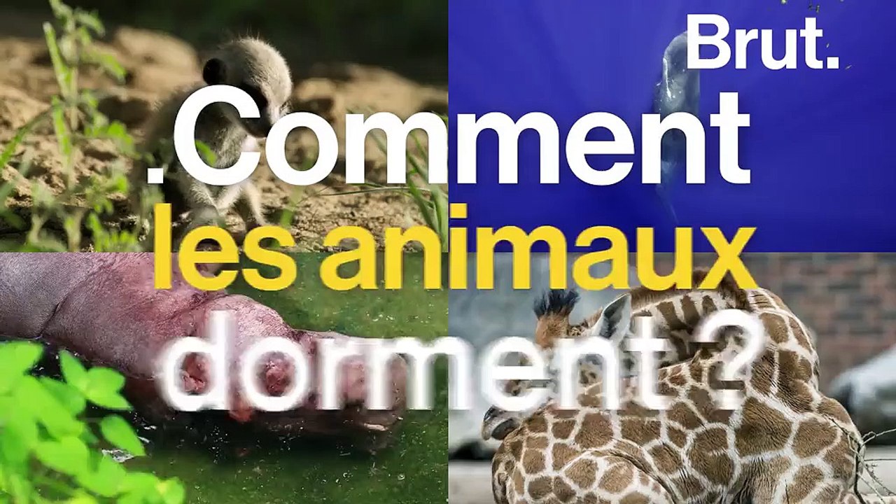 Ces animaux aux techniques étonnantes pour dormir