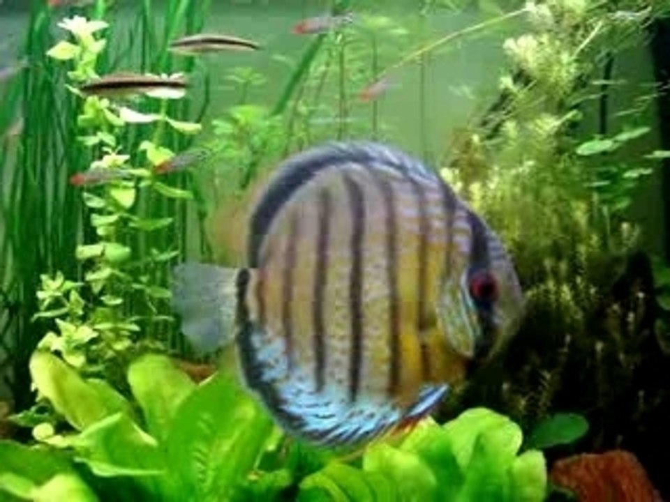 Discus sauvages