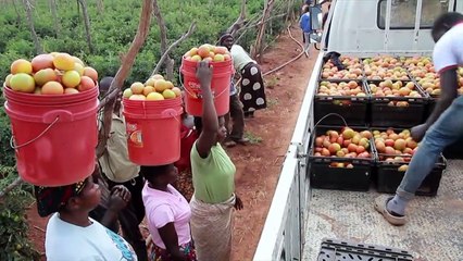 ماريا زالوميس... من ممرضة متمرسة في أستراليا إلى أبرز مزارعي الطماطم في زامبيا