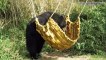 Black Bear Relaxes in Hammock to Soak up Some Sun