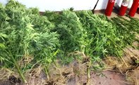 Roma - Case Rosse, arresto uomo che coltivava 60 piante di marijuana (09.09.19)