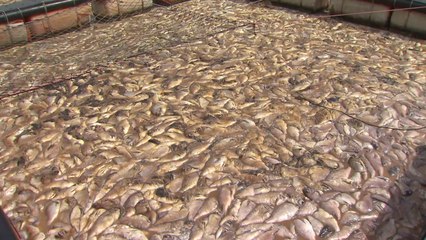 경남 남해안 적조 비상...참돔 등 185만 마리 폐사 / YTN