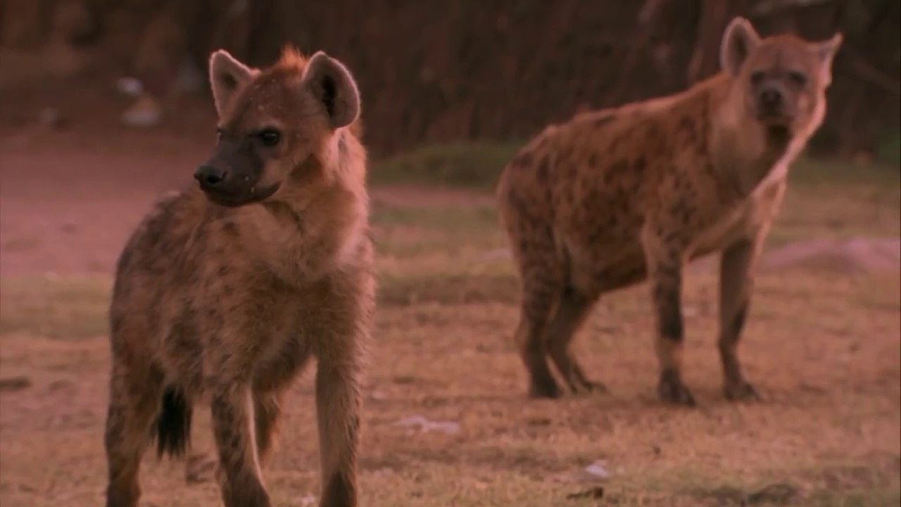 DOCUMENTARY - The Night of the Hyena