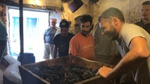 Vendanges des dernières vignes de Saint-Gilles-Croix-de-Vie