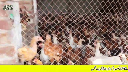 دیسی مرغیاں پال کر انڈے فروخت کر کے زیادہ بچت حاصل کریں ,مکمل معلومات