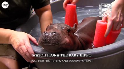 Watch Fiona the Baby Hippo Take Her First Steps and Squeal Forever