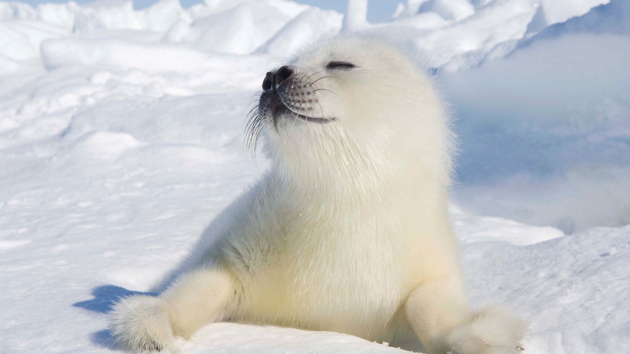 This British Island Will Pay You to Live There and Play with Baby Seals